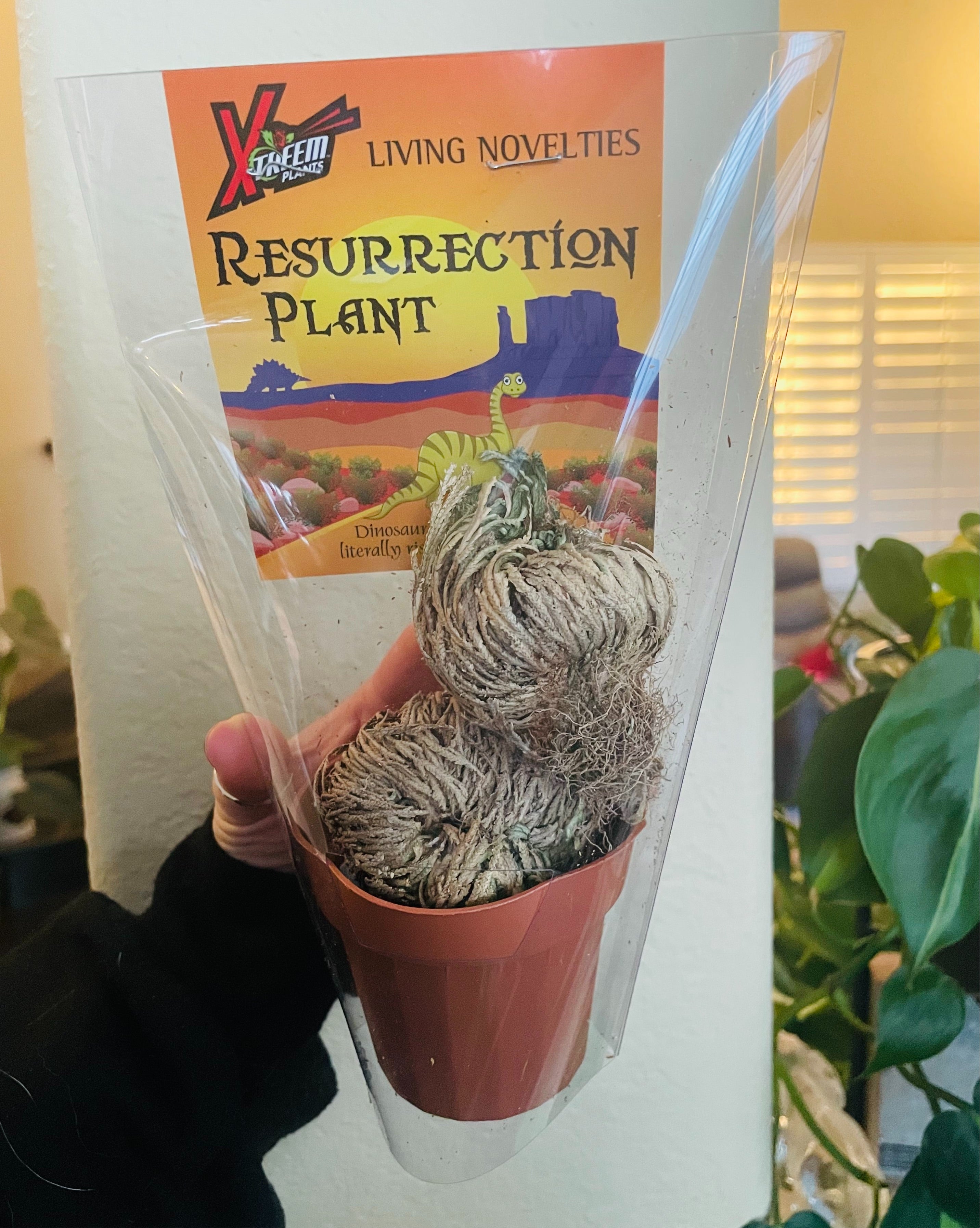 Resurrection Plant (Selaginella lepidophylla)