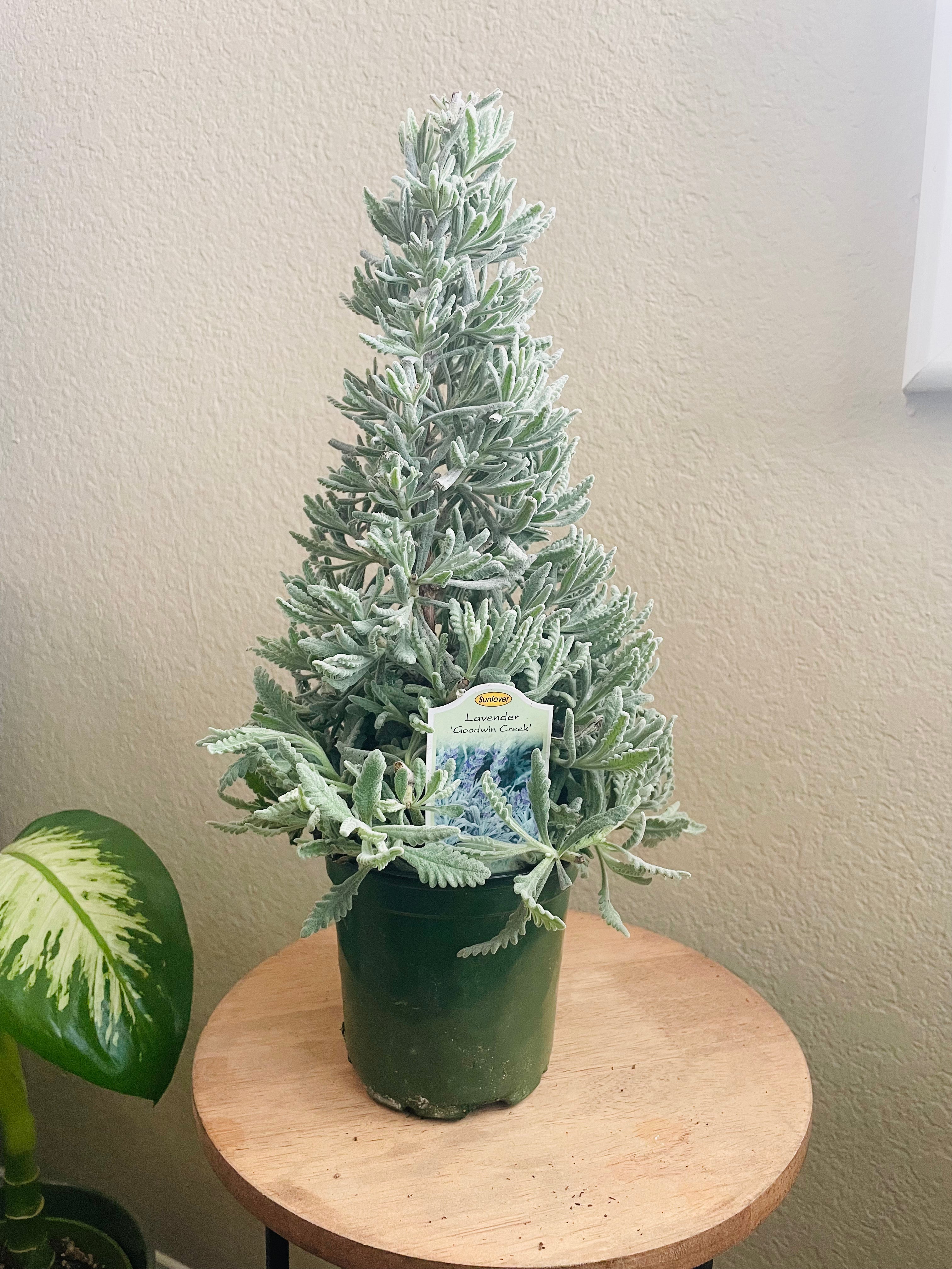 Lavender Holiday Tree - Calloway's Nursery