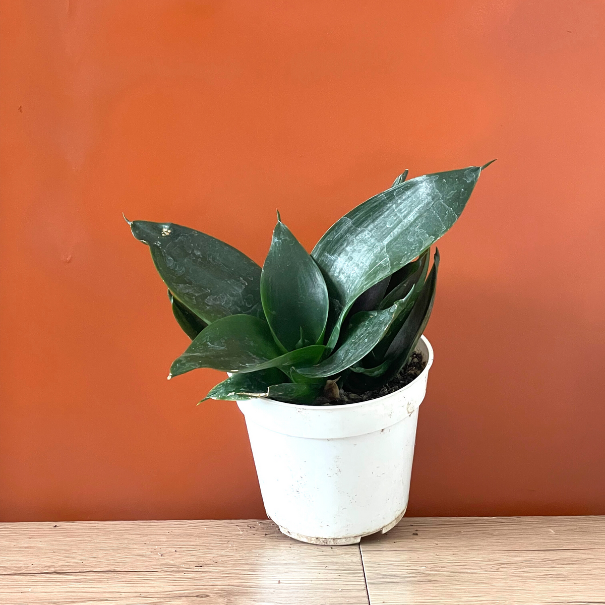 sansevieria jade Sansevieria Hahnii 'Jade'