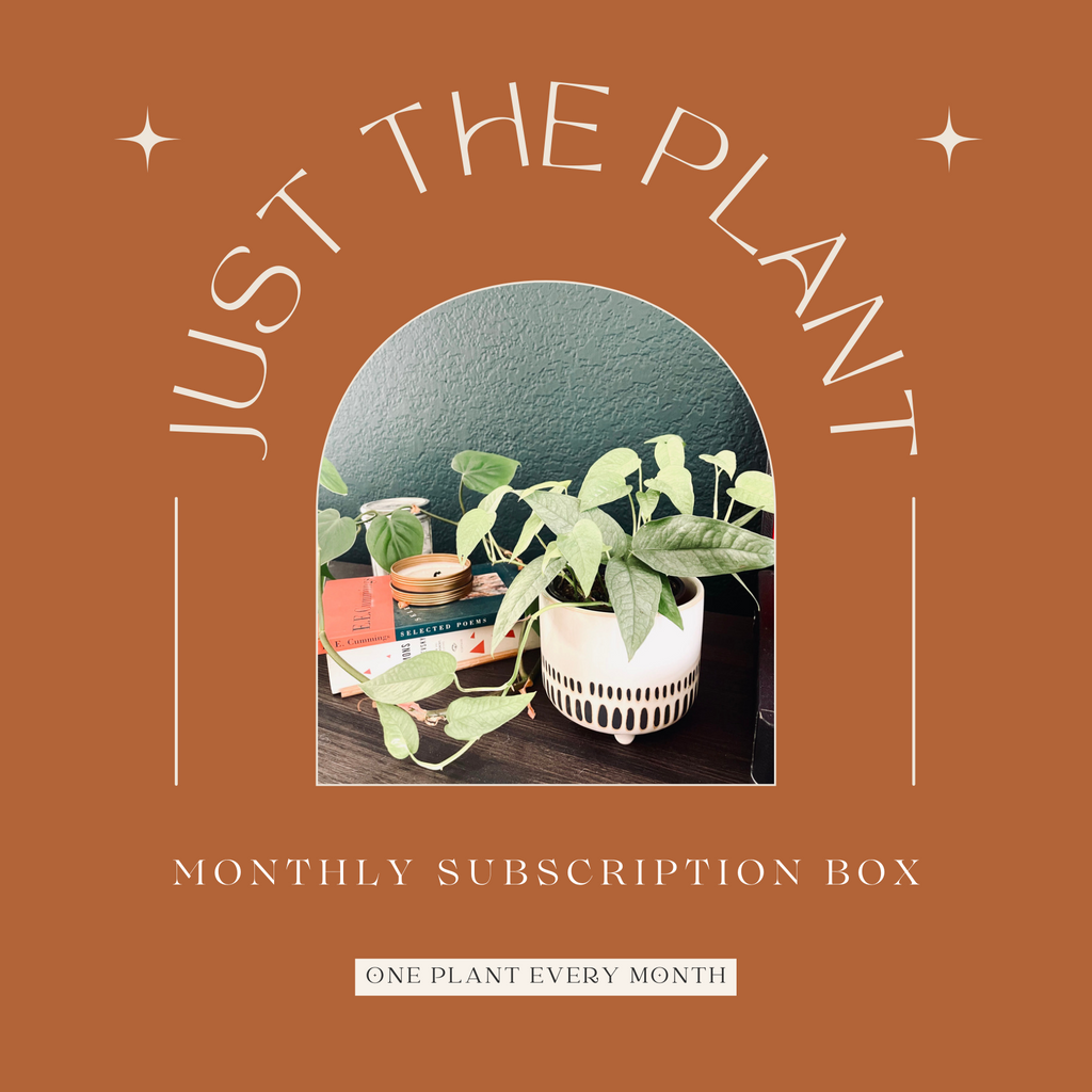 house plant monthly subscription Just The Plant' Subscription