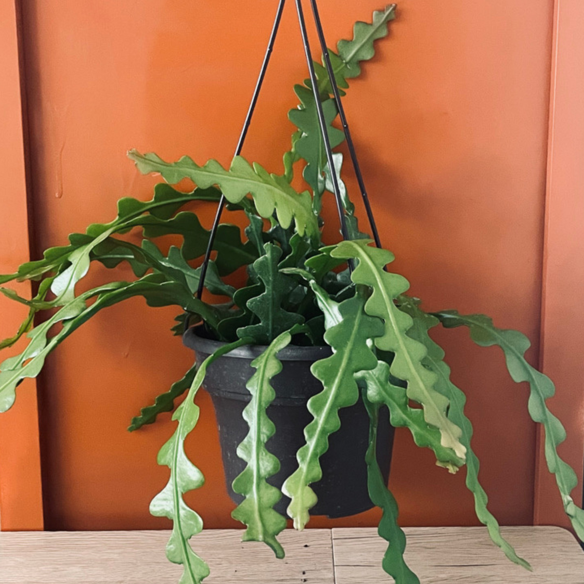 Freya cactus cheap